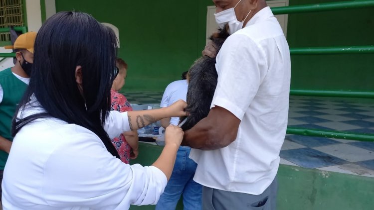Vacinação antirrábica para cães e gatos